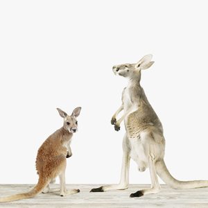 Kindred Kangaroos