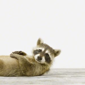 Baby Raccoon No. 2