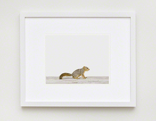 The Animal Print Shopwww.theanimalprintshop.com