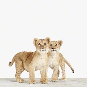 Lion Cub Twins