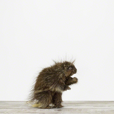 Porcupine