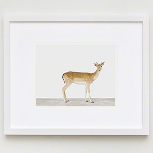 The Animal Print Shopwww.theanimalprintshop.com