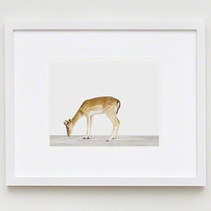 The Animal Print Shopwww.theanimalprintshop.com