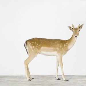 Deer No. 1