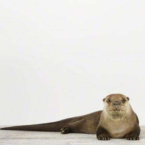 Otter