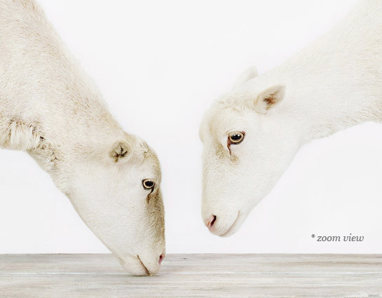 animal-prints-animal-art-photography-01