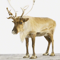 Reindeer
