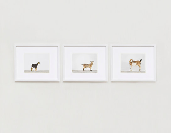 animal-prints-animal-art-photography-01