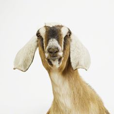 Nubian Goat Close-up