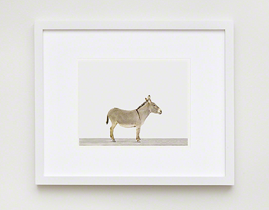 The Animal Print Shopwww.theanimalprintshop.com