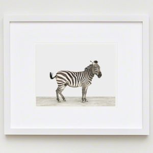 The Animal Print Shopwww.theanimalprintshop.com