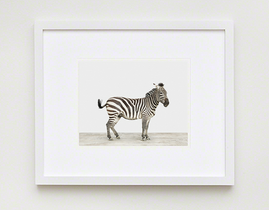 The Animal Print Shopwww.theanimalprintshop.com