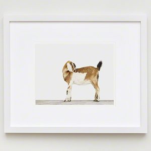 The Animal Print Shopwww.theanimalprintshop.com