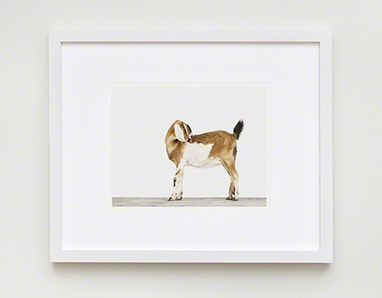 The Animal Print Shopwww.theanimalprintshop.com