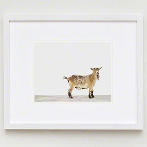 The Animal Print Shopwww.theanimalprintshop.com