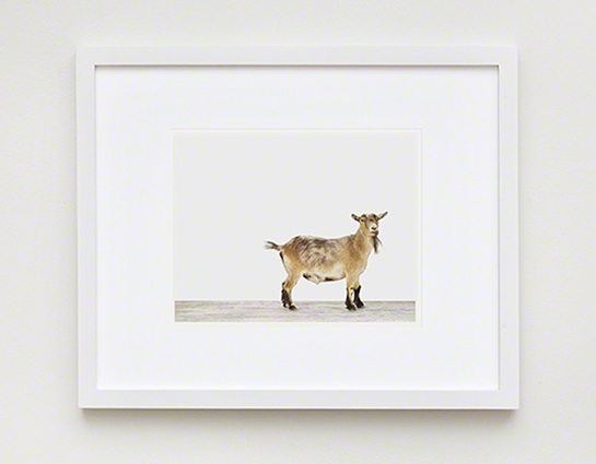 The Animal Print Shopwww.theanimalprintshop.com