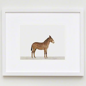 The Animal Print Shopwww.theanimalprintshop.com