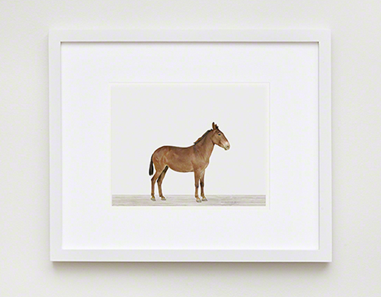 The Animal Print Shopwww.theanimalprintshop.com