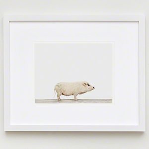 The Animal Print Shopwww.theanimalprintshop.com