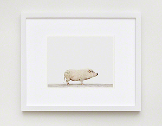 The Animal Print Shopwww.theanimalprintshop.com