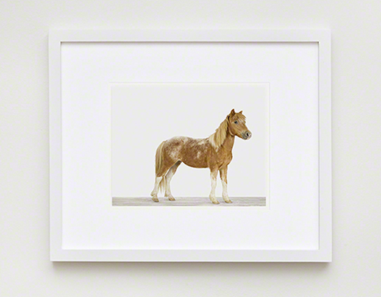 The Animal Print Shopwww.theanimalprintshop.com