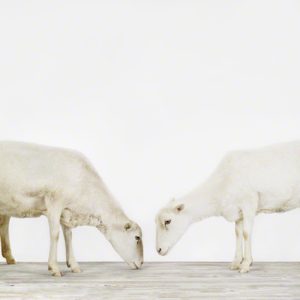 Two Sheep