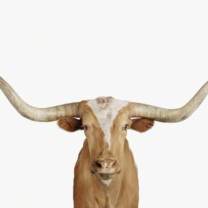 Longhorn Steer Close-up