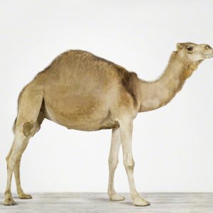 Camel