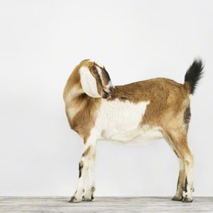 Nubian Goat