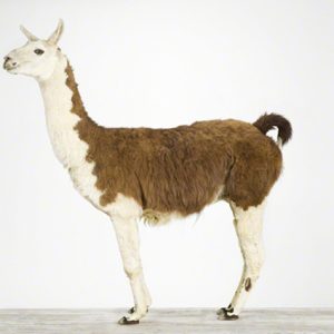 Llama