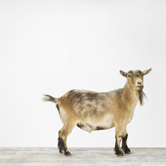Pygmy Goat