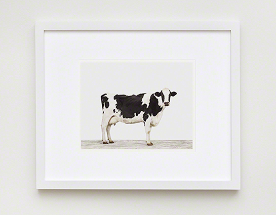 The Animal Print Shopwww.theanimalprintshop.com