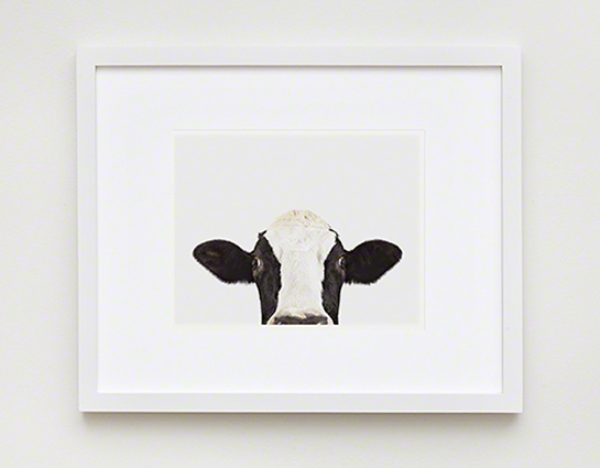 The Animal Print Shopwww.theanimalprintshop.com