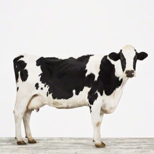 Cow No. 1