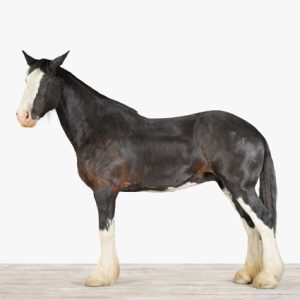 Clydesdale