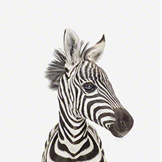 Baby Zebra Little Darling