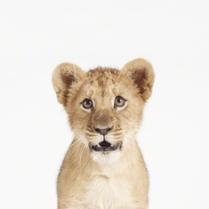 Lion Cub Little Darling