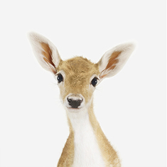 Baby Deer Little Darling