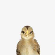 Baby Chick Little Darling