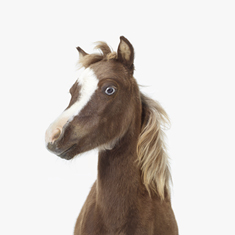 Baby Horse Little Darling