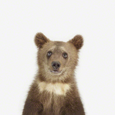 Bear Cub Little Darling