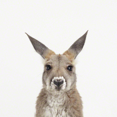 Baby Kangaroo Little Darling