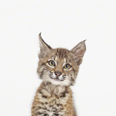 Baby Bobcat Little Darling