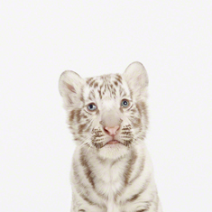 Baby White Tiger Little Darling