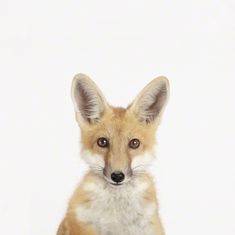 Baby Fox Little Darling