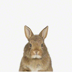 Baby Bunny Little Darling