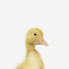 Duckling Little Darling