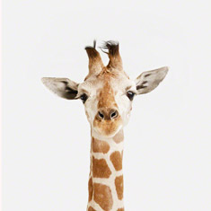 Baby Giraffe Little Darling
