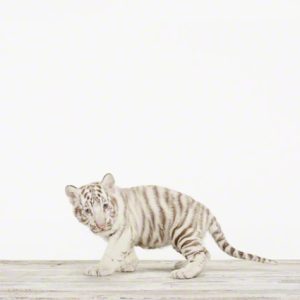 Baby White Tiger No. 2