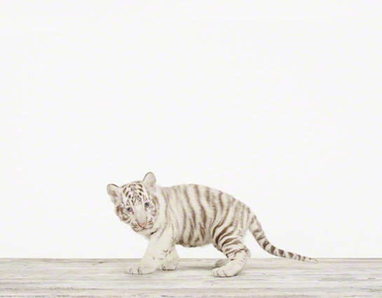 baby-animal-prints-nursery-art